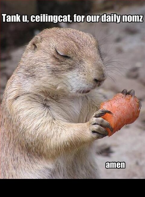 1988 Mercury Grand Marquis - A prairie dog holds a piece of carrot with its paws and appears to be praying. Text above reads "Tank u, ceilingcat, for our daily nomz" an…
