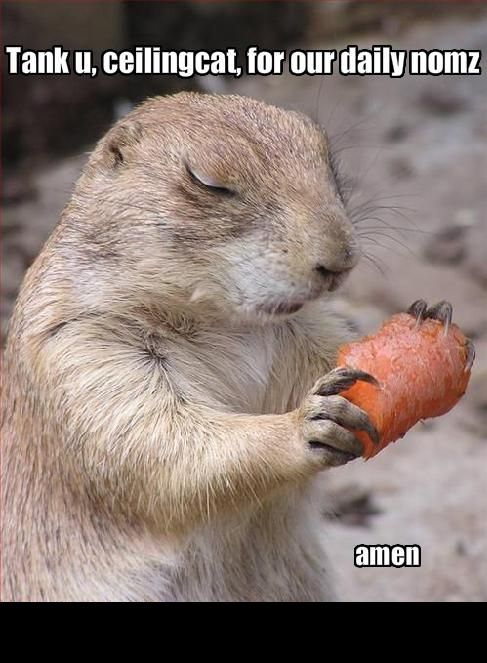 Prairie dog praying with a carrot, with text "Tank u, ceilingcat, for our daily nomz" and "amen".