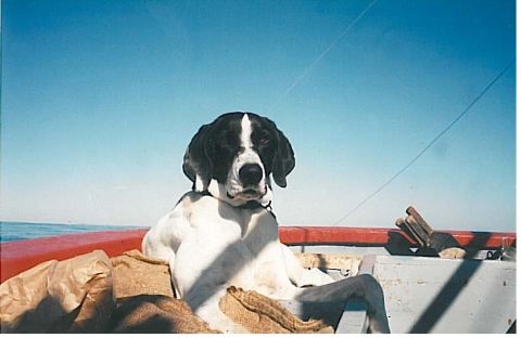 1991 Ford Bronco - A black and white dog sits on a boat with a blue sky and ocean in the background.