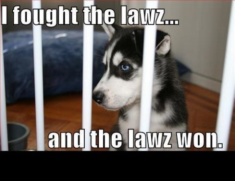 1988 Mercury Grand Marquis - A husky puppy with blue eyes is sitting behind white bars, looking to the side. Text above reads "I fought the lawz..." and text below read…