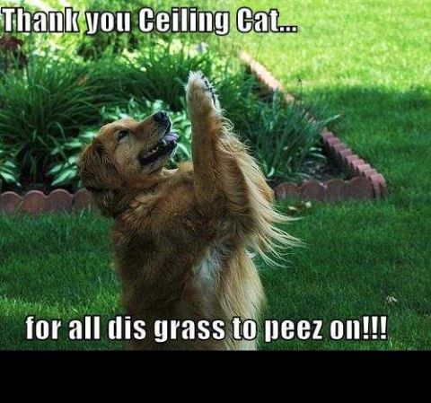 1988 Mercury Grand Marquis - A golden retriever dog stands in a grassy yard with its front paw raised, looking upwards. Text overlays read "Thank you Ceiling Cat..." an…