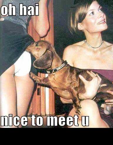1988 Mercury Grand Marquis - A dachshund is sniffing a person's leg while a woman looks away.