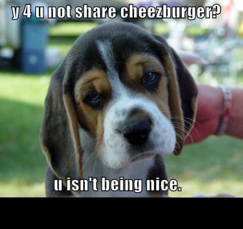 1988 Mercury Grand Marquis - A sad-looking beagle puppy looks directly at the camera with text above and below it. The text reads "y 4 u not share cheezburger?" and "u…