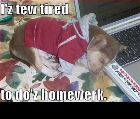 1988 Mercury Grand Marquis - A small dog wearing a red hoodie is sleeping on a table next to a laptop. The text on the image reads "I'z tew tired to do'z homework."
