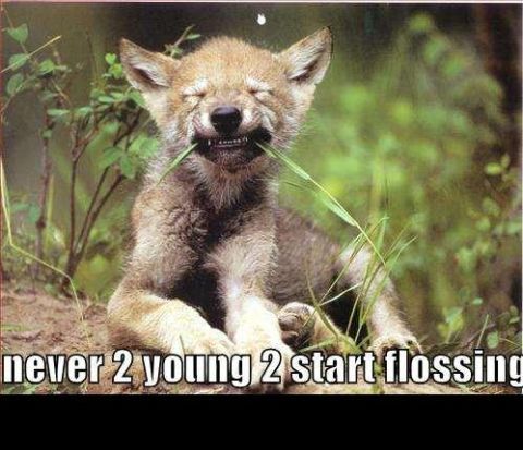 1988 Mercury Grand Marquis - A young wolf pup sits with its eyes squeezed shut, chewing on a blade of grass. Text at the bottom reads "never 2 young 2 start flossing".