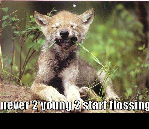 A wolf pup chewing grass with its eyes closed, with text overlay.