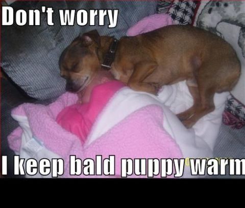 1988 Mercury Grand Marquis - Meme: a small brown dog curled asleep on a pink blanket, text reads 'Don't worry I keep bald puppy warm'.