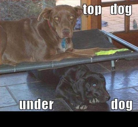 1988 Mercury Grand Marquis - A brown dog is lying on a raised dog bed, looking down at a black dog lying on the floor underneath the bed. Text overlays read "top dog" a…