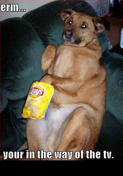 1988 Mercury Grand Marquis - A dog is lying on a couch, holding a bag of Lay's potato chips and looking at the camera. Text overlays read "erm..." and "your in the way…