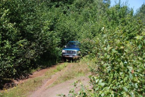 1996 Ford Bronco - Photograph of a teal Ford truck on an overgrown trail, not a technical document.