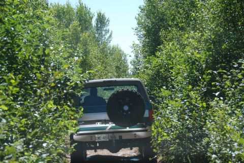 1996 Ford Bronco - Photograph of the rear of a teal Ford Bronco on a wooded trail, not a technical document.