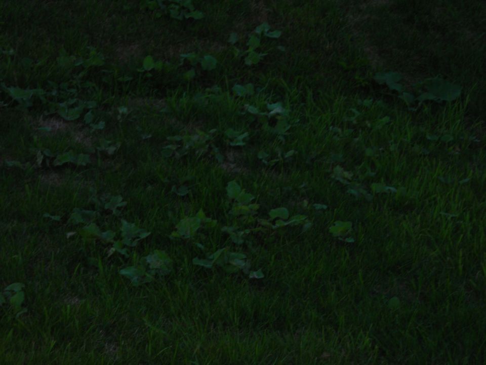 Dimly lit close-up of grass and plants.