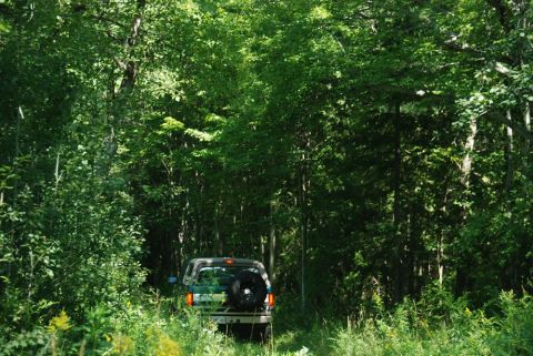 1996 Ford Bronco - An SUV is parked on a dirt path surrounded by dense green foliage and trees.