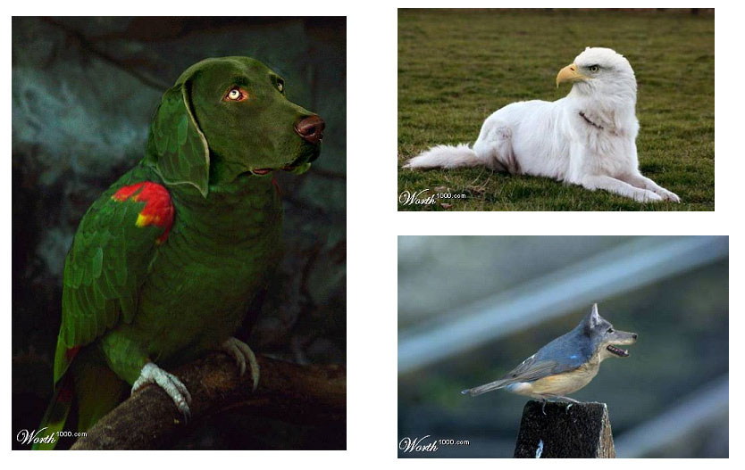 Green parrot with dog head