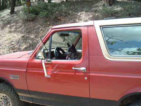 1991 Ford Bronco - Dog sits behind the wheel of a red 1991 Ford Bronco parked on a dirt road.