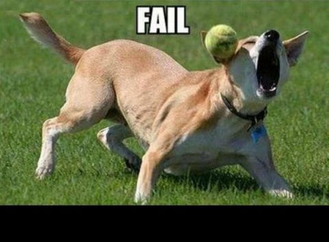 1988 Mercury Grand Marquis - A dog is shown with a tennis ball balanced on its head, with the word "FAIL" superimposed over the image.
