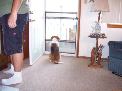 1991 Ford Bronco - A dog waits patiently by the door, watching something outside.