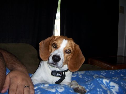 1991 Ford Bronco - A beagle dog with expressive eyes looks towards the camera while resting on a blanket.