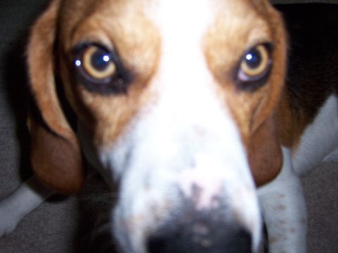 1991 Ford Bronco - A beagle dog's face fills the frame, its curious eyes looking directly at the camera.