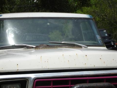 1996 Ford F-150 - A snake is coiled on the hood of a white pickup truck, resting near the windshield wipers. A dark-colored vehicle is visible in the backgro…