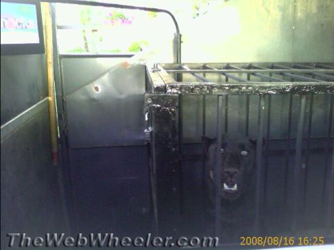 1990 Ford Bronco - Photo of a black dog in a barred cage inside a vehicle bed, not a technical document.