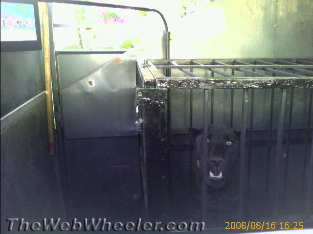 Black dog inside a steel cage in the bed of a truck