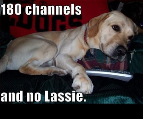 1988 Mercury Grand Marquis - A dog rests on a couch with a remote, accompanied by text about television channels.