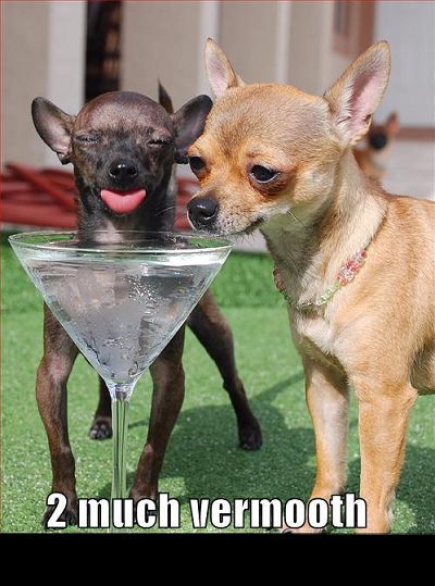 1988 Mercury Grand Marquis - Two chihuahuas interact with a martini glass on a sunny day.