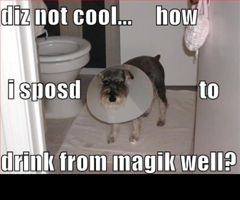 1988 Mercury Grand Marquis - Dog in a cone of shame questions its life choices in the bathroom.