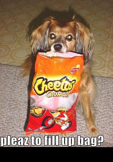 1988 Mercury Grand Marquis - A dog is trying to get more Cheetos from a bag, with a humorous caption and misspelled request.