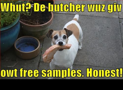 Dog holding a large piece of meat in its mouth, standing on a paved surface near potted plants