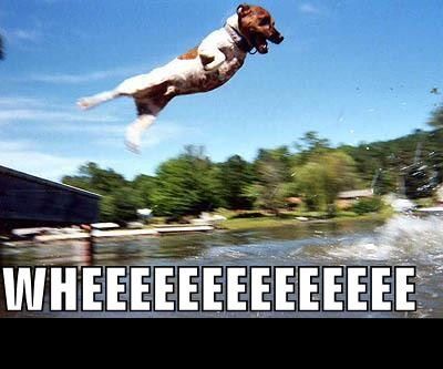 1988 Mercury Grand Marquis - A dog leaps through the air over a body of water, with the word WHEEEEEEEEEEEEEE emblazoned below.