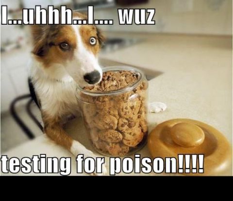 1988 Mercury Grand Marquis - A dog is caught in the act of eyeing a jar full of cookies, with humorous text overlay.