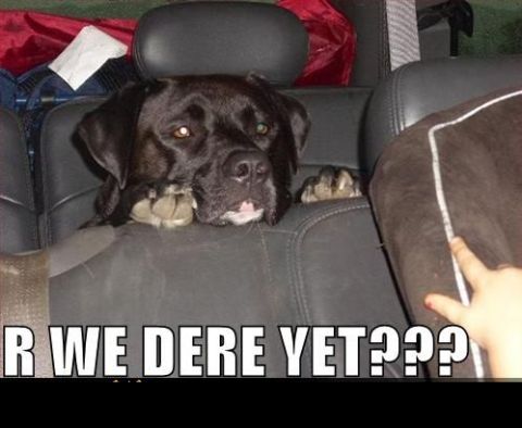 1988 Mercury Grand Marquis - A dog looks out from the back seat of a car, with text asking "Are we there yet???"