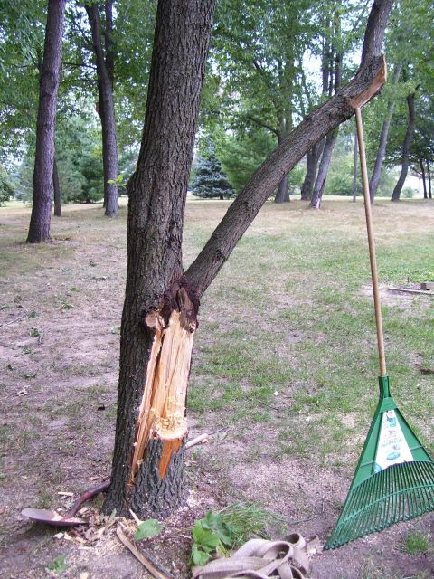 2000 Chevrolet Tahoe - A tree trunk is split and damaged, with a rake propping up a broken branch.