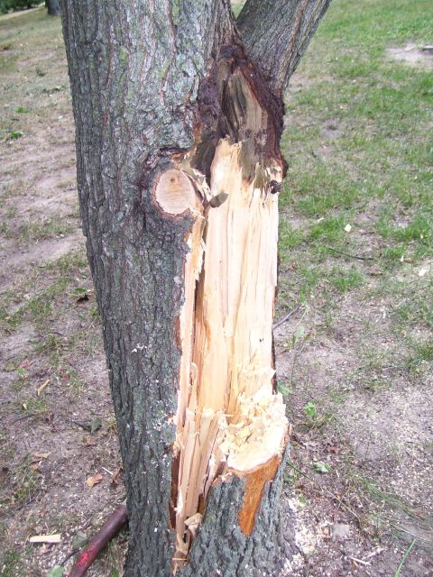 2000 Chevrolet Tahoe - A tree has sustained significant damage, with a large section of its bark and wood torn away.