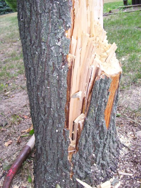 2000 Chevrolet Tahoe - A damaged tree trunk with splintered wood is shown, with a shovel handle lying nearby.