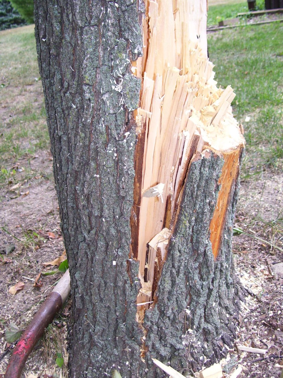Tree trunk split open, showing exposed wood and bark, with a shovel handle visible on the left