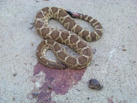 1994 Ford F-150 - A rattlesnake lies coiled on a concrete surface, next to a bloodstain and a small object.