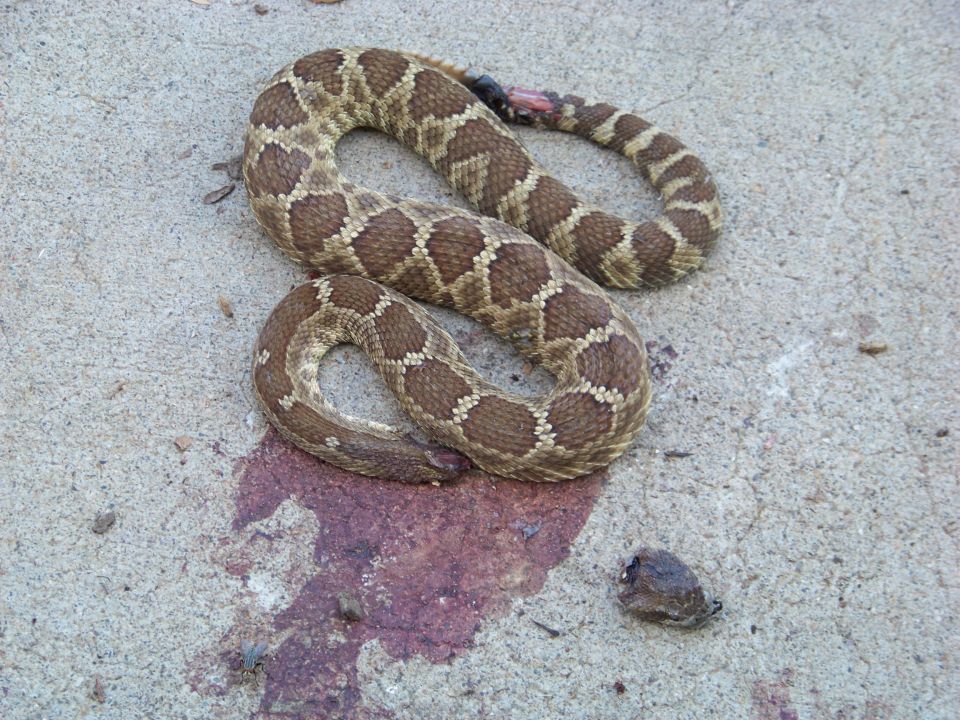 Rattlesnake coiled on concrete with bloodstain