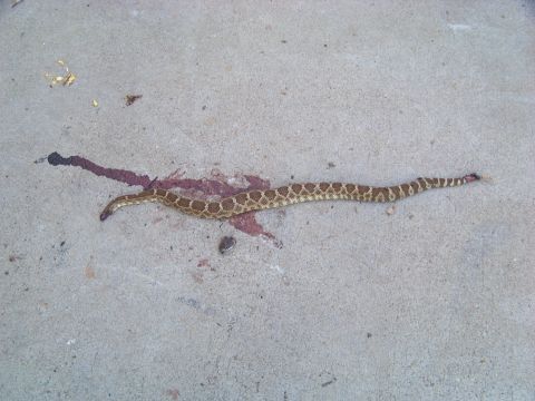 1994 Ford F-150 - A dead rattlesnake lies on a concrete surface with bloodstains.