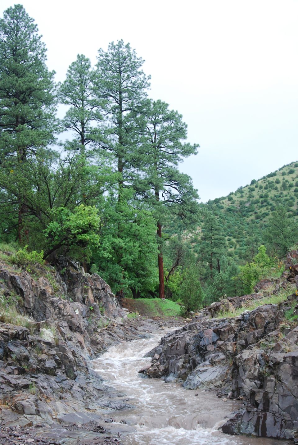 creek bed with rocky sides, trees, and a hill in the background
