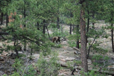 1997 Ford F-250 - A bear wanders through a forest clearing.