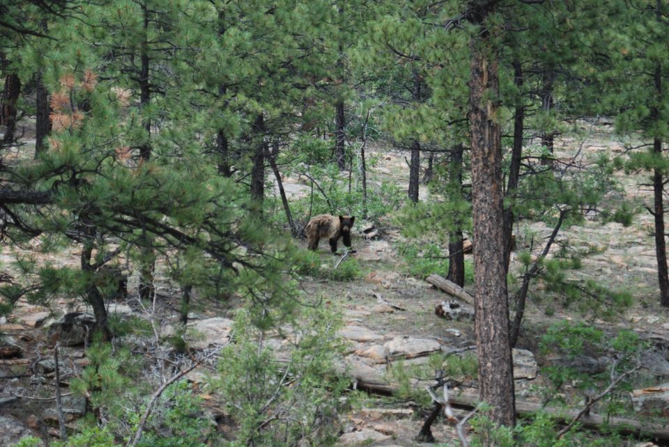 Bear walking in a wooded area