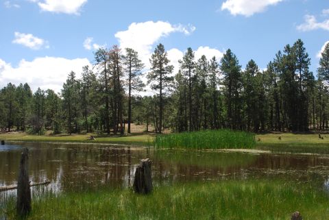 1997 Ford F-250 - A natural scene of a lake surrounded by pine trees and grassy banks on a sunny day.