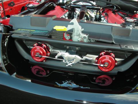 1998 Ford Crown Victoria - Customized engine bay a prominent chrome running horse emblem and red blow-off valves.