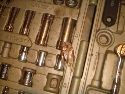 1992 Ford Bronco - A tool kit containing various sockets and ratchets, with an insect resting on the tools.