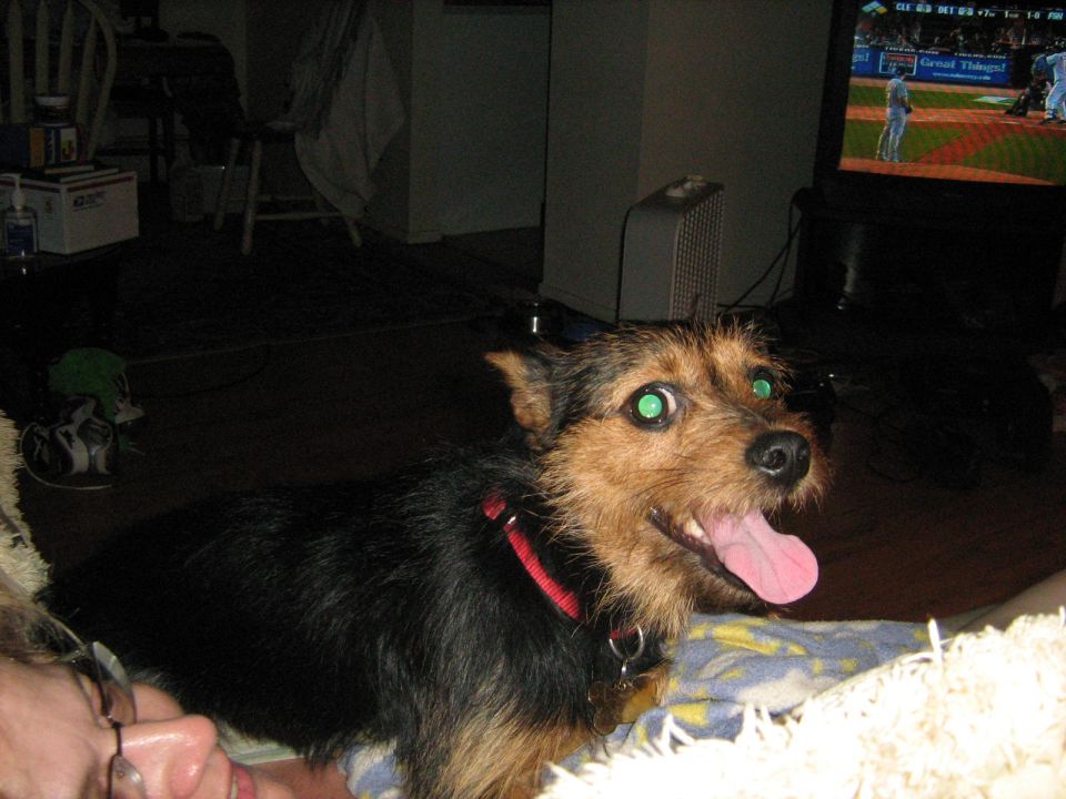 Small black and tan terrier dog with red collar and tongue out indoors