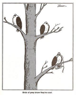 2000 Ford Crown Victoria - Birds of prey know they're cool, with one bird sporting a boombox.