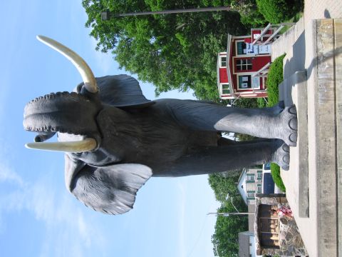 2001 Ford Crown Victoria - Rotated photograph of the Jumbo elephant statue, not a technical document.